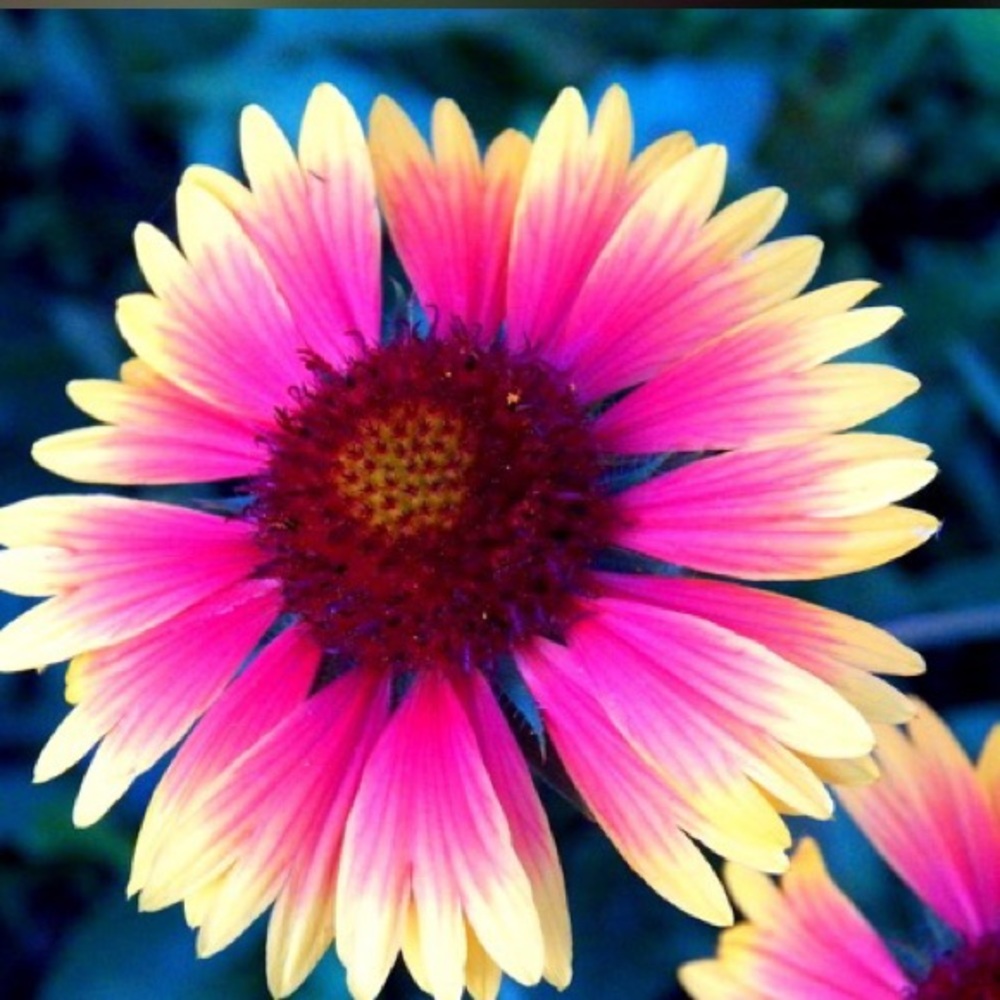 Meet your Posher, Elena